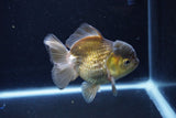 Short Body Thai Oranda  Bronze 4 Inch (ID#1126To14b-42) Free2Day SHIPPING