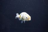 Baby Ranchu  Calico 2.5 Inch (ID#1105R9c-40) Free2Day SHIPPING