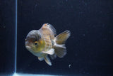 Short Body Thai Oranda  Bronze 4 Inch (ID#1126To14b-42) Free2Day SHIPPING