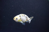 Baby Ranchu  Calico 2.5 Inch (ID#1105R9c-40) Free2Day SHIPPING