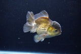 Short Body Thai Oranda  Bronze 4 Inch (ID#1126To14b-42) Free2Day SHIPPING