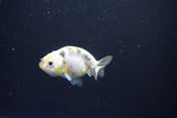 Baby Ranchu  Calico 2.5 Inch (ID#1105R9c-40) Free2Day SHIPPING