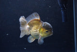 Short Body Thai Oranda  Bronze 4 Inch (ID#1126To14b-42) Free2Day SHIPPING