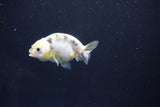 Baby Ranchu  Calico 2.5 Inch (ID#1105R9c-40) Free2Day SHIPPING