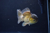 Short Body Thai Oranda  Bronze 4 Inch (ID#1126To14b-42) Free2Day SHIPPING