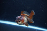 Short Body Thai Oranda  Panda 3 Inch (ID#1126To14b-43) Free2Day SHIPPING