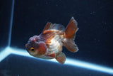 Short Body Thai Oranda  Panda 3 Inch (ID#1126To14b-43) Free2Day SHIPPING