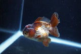 Short Body Thai Oranda  Panda 3 Inch (ID#1126To14b-43) Free2Day SHIPPING