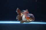 Short Body Thai Oranda  Panda 3 Inch (ID#1126To14b-43) Free2Day SHIPPING