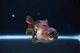 Short Body Thai Oranda  Panda 3 Inch (ID#1126To14b-43) Free2Day SHIPPING