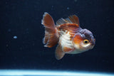 Short Body Thai Oranda  Panda 3 Inch (ID#1126To14b-43) Free2Day SHIPPING