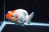 Juvenile Lionchu  Red White 3.5 Inch (ID#1001R11b-35) Free2Day SHIPPING