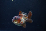 Short Body Thai Oranda  Panda 3 Inch (ID#1126To14b-43) Free2Day SHIPPING