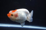 Juvenile Lionchu  Red White 3.5 Inch (ID#1001R11b-35) Free2Day SHIPPING