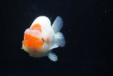 Juvenile Lionchu  Red White 3.5 Inch (ID#1001R11b-35) Free2Day SHIPPING