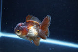 Short Body Thai Oranda  Panda 3 Inch (ID#1126To14b-43) Free2Day SHIPPING