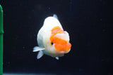 Juvenile Lionchu  Red White 3.5 Inch (ID#1001R11b-35) Free2Day SHIPPING