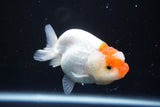 Juvenile Lionchu  Red White 3.5 Inch (ID#1001R11b-35) Free2Day SHIPPING