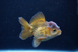 Short Body Thai Oranda  Bronze 3.5 Inch (ID#1126To14b-44) Free2Day SHIPPING