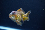 Short Body Thai Oranda  Bronze 3.5 Inch (ID#1126To14b-44) Free2Day SHIPPING