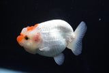 Juvenile Lionchu  Red White 3.5 Inch (ID#1001R11b-35) Free2Day SHIPPING