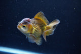 Short Body Thai Oranda  Bronze 3.5 Inch (ID#1126To14b-44) Free2Day SHIPPING