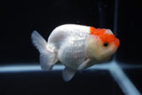 Juvenile Lionchu  Red White 3.5 Inch (ID#1001R11b-35) Free2Day SHIPPING