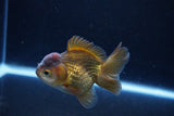 Short Body Thai Oranda  Bronze 3.5 Inch (ID#1126To14b-44) Free2Day SHIPPING