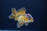 Short Body Thai Oranda  Bronze 3.5 Inch (ID#1126To14b-44) Free2Day SHIPPING