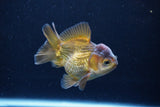 Short Body Thai Oranda  Bronze 3.5 Inch (ID#1126To14b-44) Free2Day SHIPPING