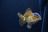 Short Body Thai Oranda  Bronze 3.5 Inch (ID#1126To14b-44) Free2Day SHIPPING