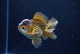 Short Body Thai Oranda  Bronze 3.5 Inch (ID#1126To14b-44) Free2Day SHIPPING