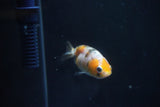 Baby Ranchu  Calico 2.5 Inch (ID#1105R9c-43) Free2Day SHIPPING