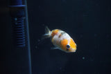 Baby Ranchu  Calico 2.5 Inch (ID#1105R9c-43) Free2Day SHIPPING