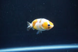 Baby Ranchu  Calico 2.5 Inch (ID#1105R9c-43) Free2Day SHIPPING