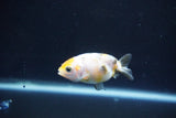 Baby Ranchu  Calico 2.5 Inch (ID#1105R9c-43) Free2Day SHIPPING