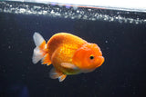 Juvenile Lionchu  Red White 3 Inch (ID#1001R11b-36) Free2Day SHIPPING