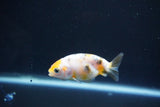 Baby Ranchu  Calico 2.5 Inch (ID#1105R9c-43) Free2Day SHIPPING