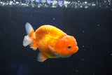 Juvenile Lionchu  Red White 3 Inch (ID#1001R11b-36) Free2Day SHIPPING