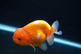 Juvenile Lionchu  Red White 3 Inch (ID#1001R11b-36) Free2Day SHIPPING