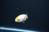 Baby Ranchu  Calico 2.5 Inch (ID#1105R9c-43) Free2Day SHIPPING