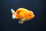 Juvenile Lionchu  Red White 3 Inch (ID#1001R11b-36) Free2Day SHIPPING