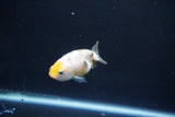 Baby Ranchu  Calico 2.5 Inch (ID#1105R9c-43) Free2Day SHIPPING