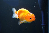 Juvenile Lionchu  Red White 3 Inch (ID#1001R11b-36) Free2Day SHIPPING