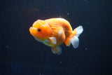 Juvenile Lionchu  Red White 3 Inch (ID#1001R11b-36) Free2Day SHIPPING