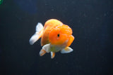 Juvenile Lionchu  Red White 3 Inch (ID#1001R11b-36) Free2Day SHIPPING