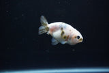 Baby Ranchu  Calico 2.5 Inch (ID#1105R9c-44) Free2Day SHIPPING