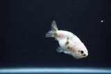 Baby Ranchu  Calico 2.5 Inch (ID#1105R9c-44) Free2Day SHIPPING