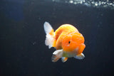 Juvenile Lionchu  Red White 3 Inch (ID#1001R11b-36) Free2Day SHIPPING