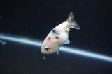 Baby Ranchu  Calico 2.5 Inch (ID#1105R9c-44) Free2Day SHIPPING